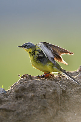 BUITEN BEELD Foto: 374806