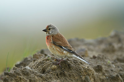 BUITEN BEELD Foto: 374808