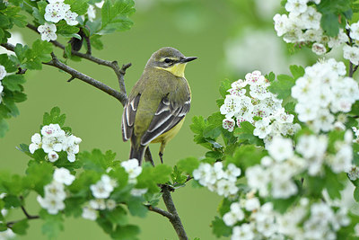 BUITEN BEELD Foto: 374809