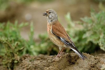 BUITEN BEELD Foto: 374814