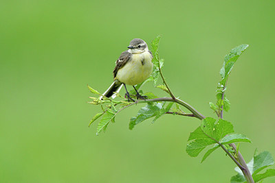 BUITEN BEELD Foto: 374819