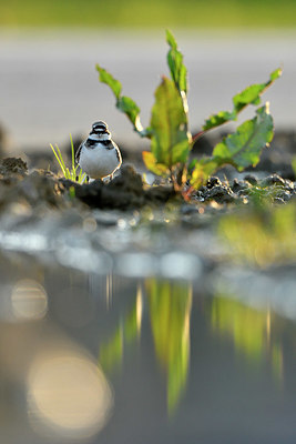 BUITEN BEELD Foto: 374830