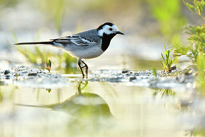 BUITEN BEELD Foto: 374831