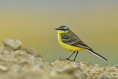 BUITEN BEELD Foto: 374832