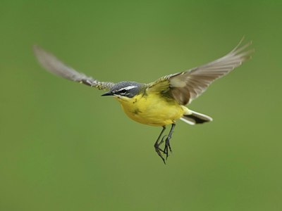 BUITEN BEELD Foto: 374836