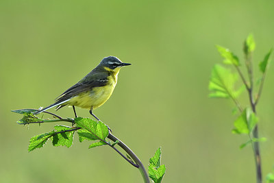 BUITEN BEELD Foto: 374838