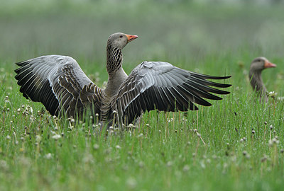 BUITEN BEELD Foto: 374840