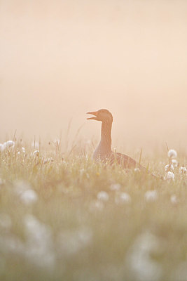 BUITEN BEELD Foto: 374845