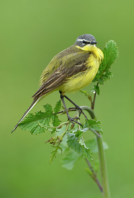 BUITEN BEELD Foto: 374847