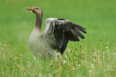 BUITEN BEELD Foto: 374848