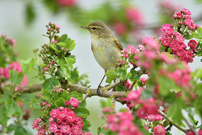 BUITEN BEELD Foto: 374850