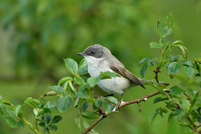 BUITEN BEELD Foto: 374857