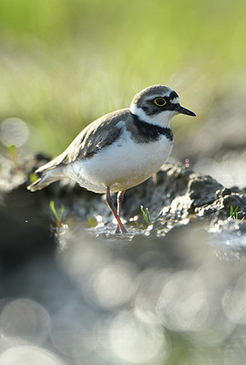 BUITEN BEELD Foto: 374858