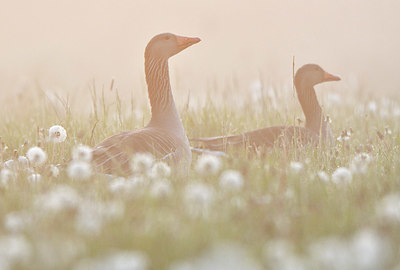 BUITEN BEELD Foto: 374860