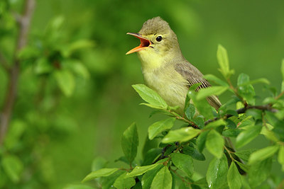 BUITEN BEELD Foto: 374866
