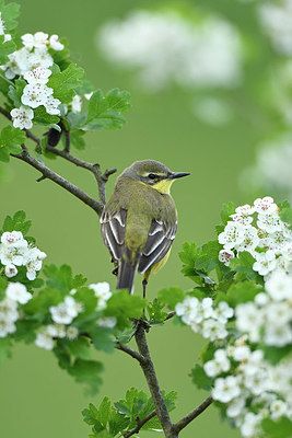 BUITEN BEELD Foto: 374869