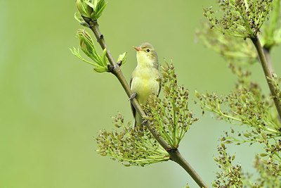 BUITEN BEELD Foto: 374874