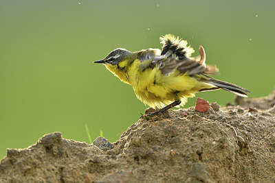 BUITEN BEELD Foto: 374880