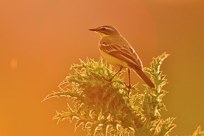 BUITEN BEELD Foto: 374882