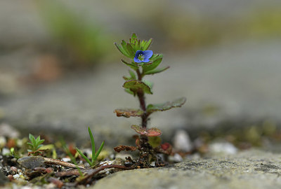 BUITEN BEELD Foto: 374935