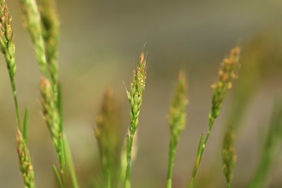 BUITEN BEELD Foto: 374941
