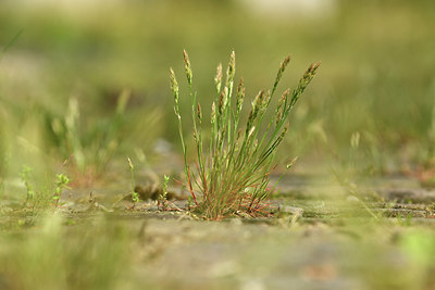 BUITEN BEELD Foto: 374943