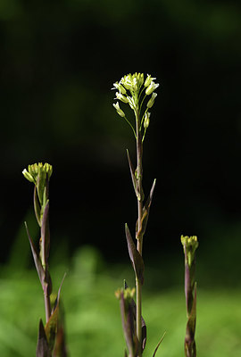 BUITEN BEELD Foto: 374945