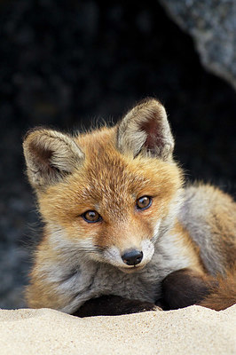 BUITEN BEELD Foto: 374980