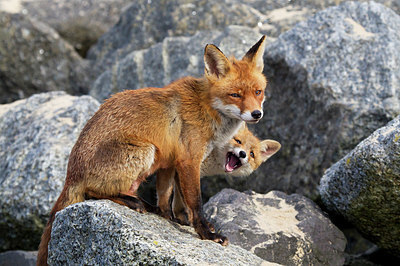 BUITEN BEELD Foto: 374995