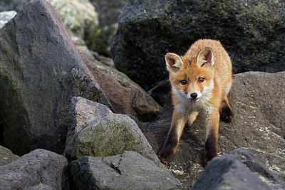 BUITEN BEELD Foto: 375006