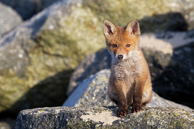 BUITEN BEELD Foto: 375014