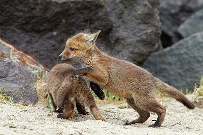 BUITEN BEELD Foto: 375225
