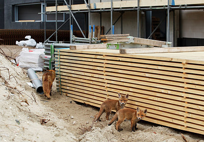 BUITEN BEELD Foto: 375357