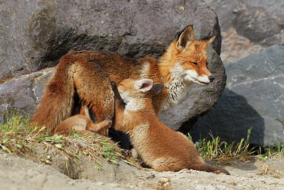BUITEN BEELD Foto: 375368