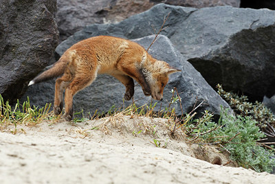 BUITEN BEELD Foto: 375390