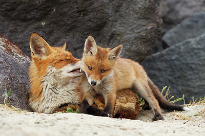 BUITEN BEELD Foto: 375392