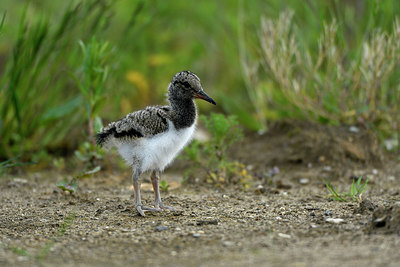 BUITEN BEELD Foto: 375547