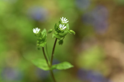 BUITEN BEELD Foto: 375561