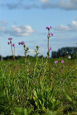 BUITEN BEELD Foto: 375567