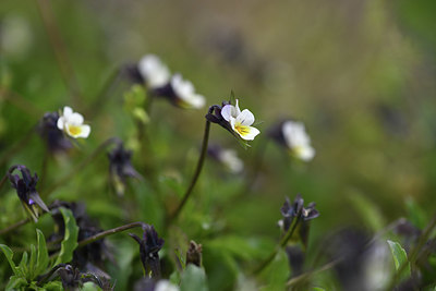 BUITEN BEELD Foto: 375572