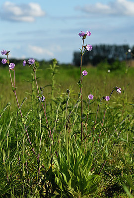 BUITEN BEELD Foto: 375573