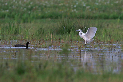 BUITEN BEELD Foto: 375647