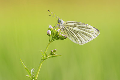 BUITEN BEELD Foto: 375705