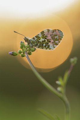 BUITEN BEELD Foto: 375708