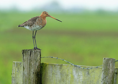 BUITEN BEELD Foto: 375743