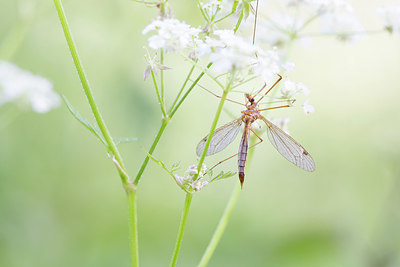 BUITEN BEELD Foto: 375796