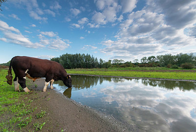 BUITEN BEELD Foto: 375978