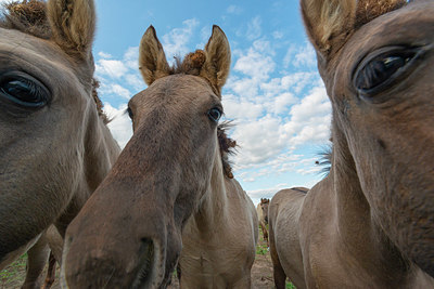 BUITEN BEELD Foto: 375984