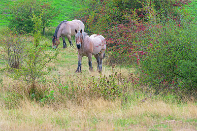 BUITEN BEELD Foto: 376050