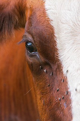 BUITEN BEELD Foto: 376069